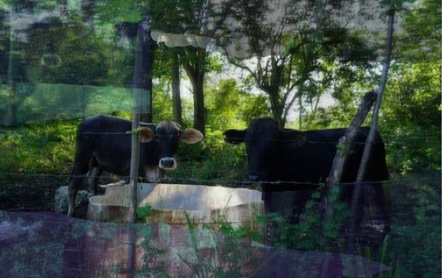 Two cows looking at the camera. 