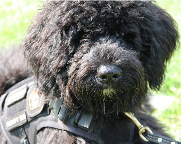 Headshot of a black Portuguese water dog, wearing a harness