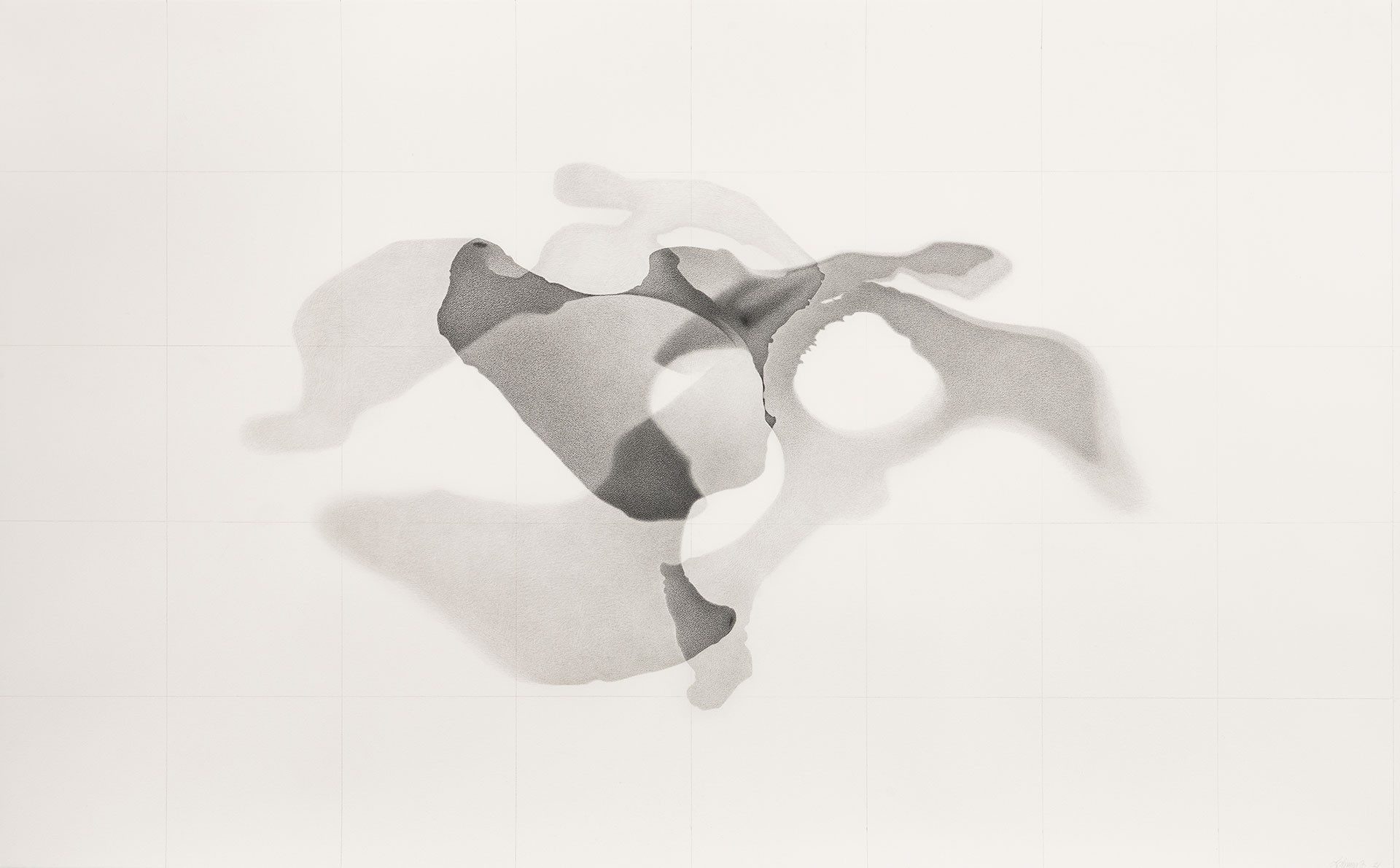 “Hippo Amphibias, AMNH #70019,” graphite on acid-free paper (2021)