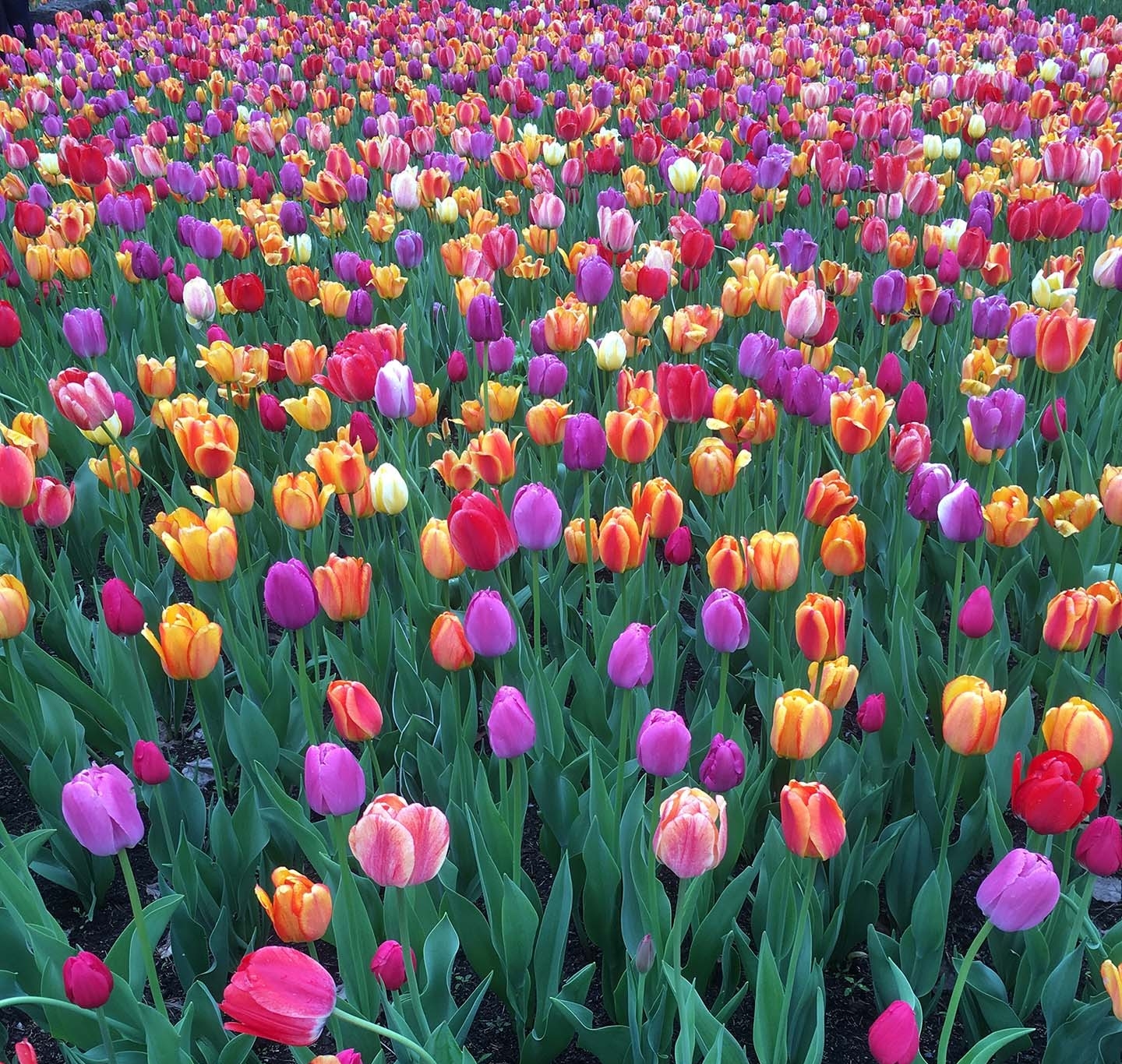 field of tulips