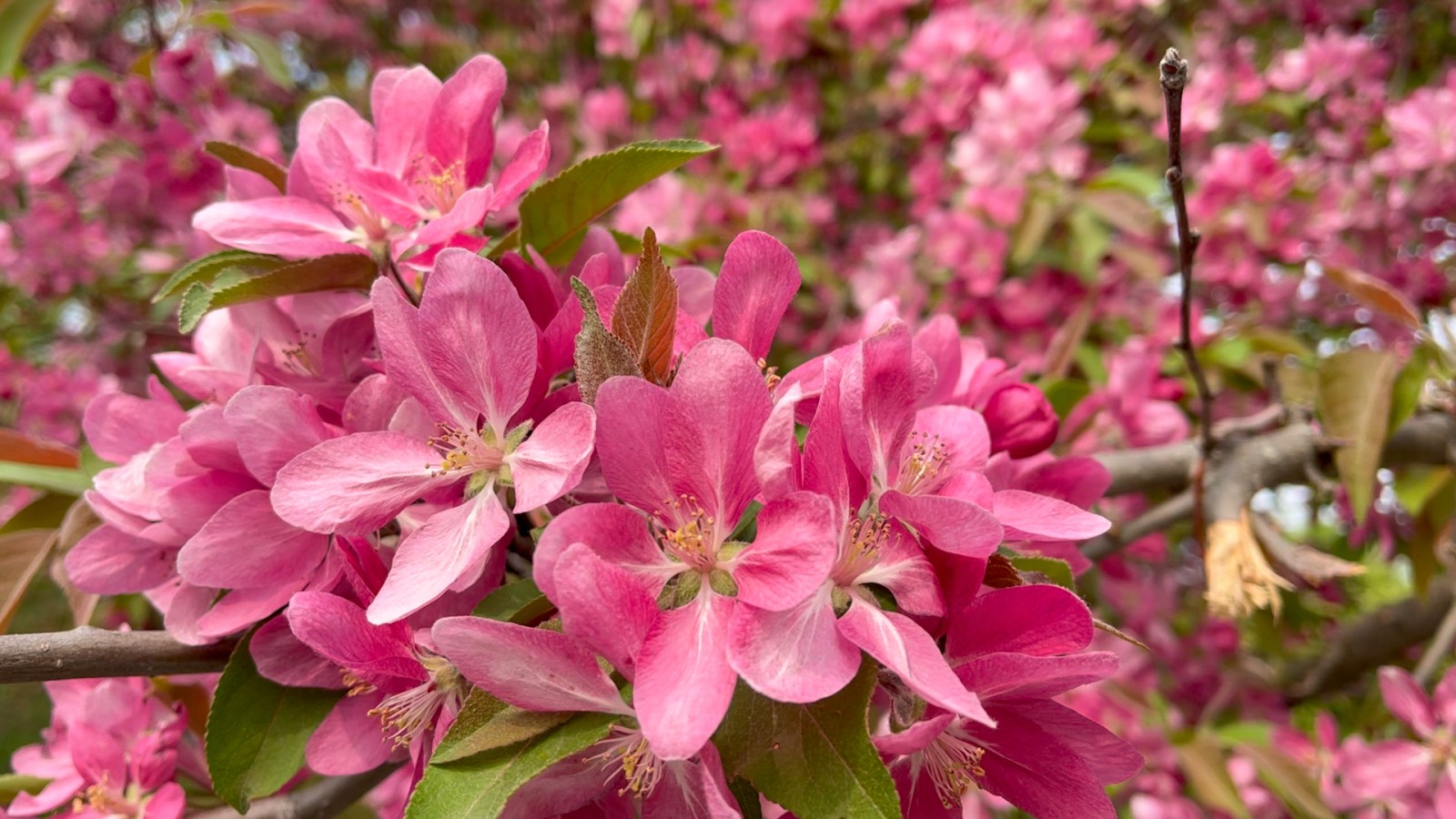 A view of very pink spring flowers.