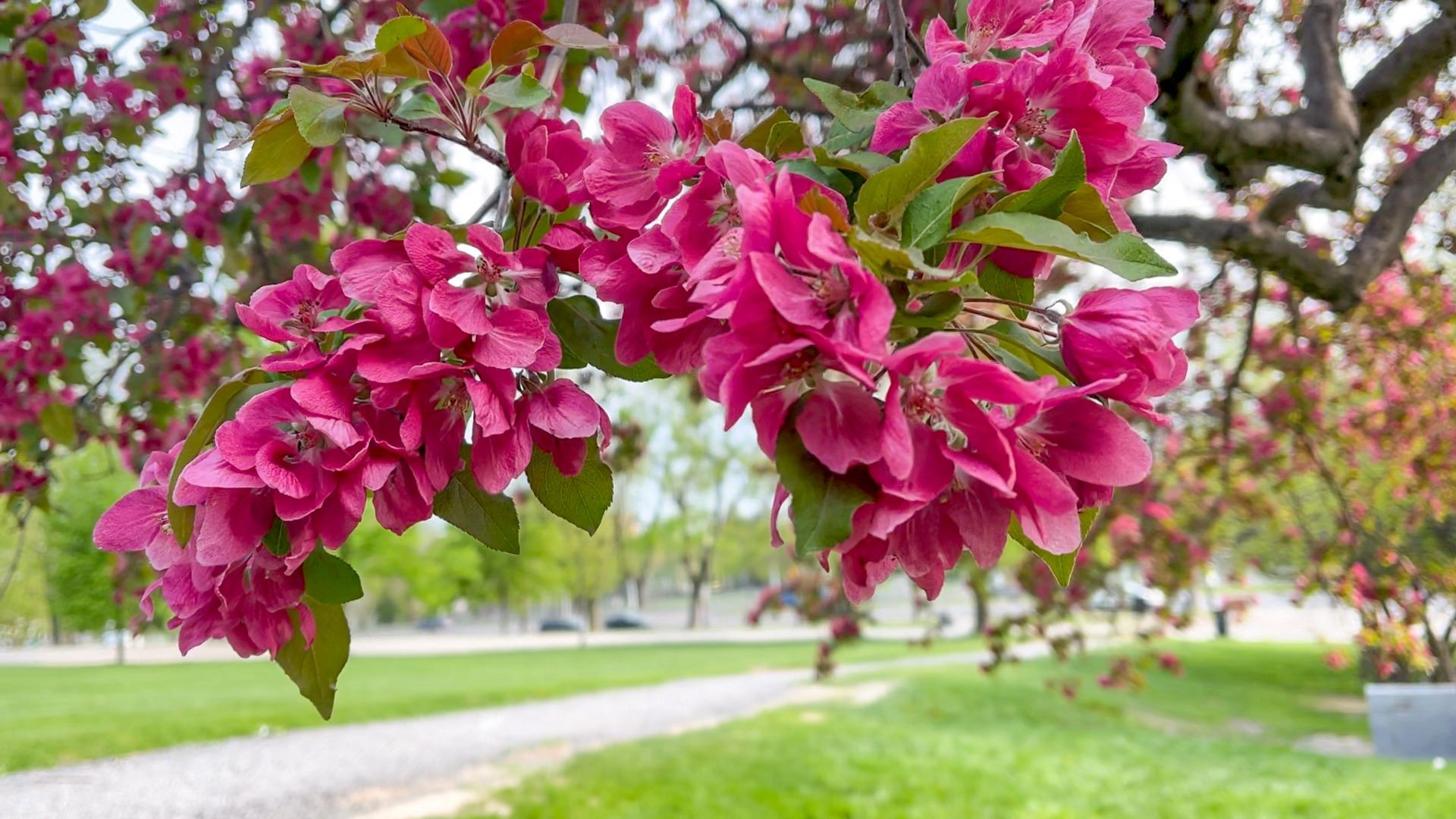 A picture of a branch full of pink flowers