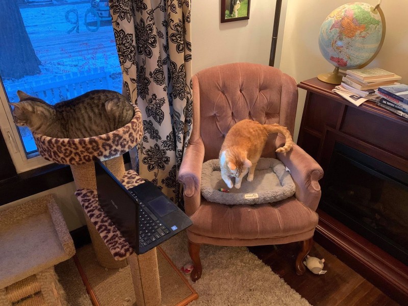 A cozy corner beside a window with a tufted armchair, two cats, and a laptop in Joel Robert Ferguson's space
