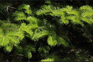 Balsam fir branch