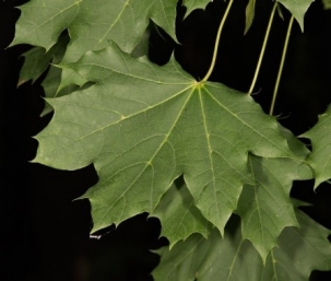 Close-up of Norway maple leaves against a black background