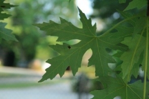 Silver maple leaves