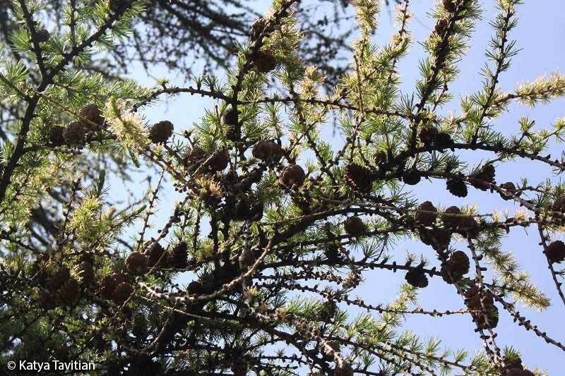 A photo of the branch of a conifer tree (Tamarack) with green needles (leaves) and round brown cone