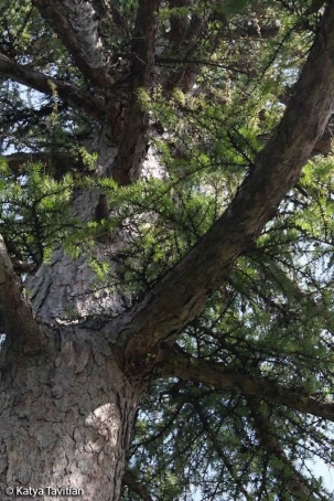 Brown trunk, bark, branches, and green needles (leaves) of a tamarack tree (conifer)