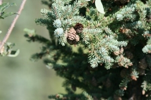 Branch of O'so:ra, White spruce: white-tinged green needles and a few small brown cones