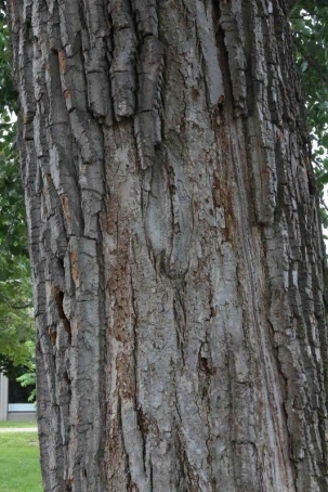 Grooved grey bark of the Eastern Cottonwood tree next to Hingston Hall on the Loyola campus