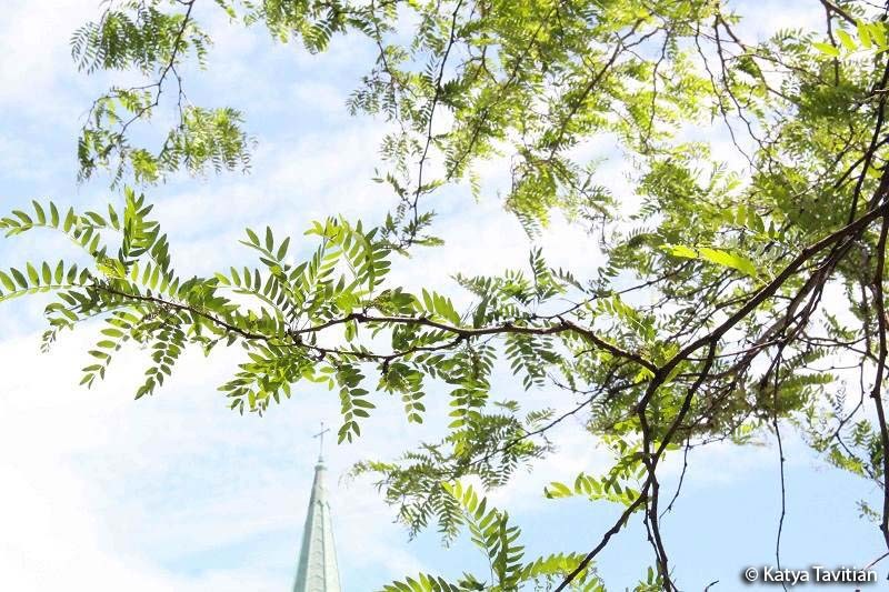 A photo of the branches of the Black locust tree with light green leaves against a blue sky