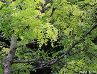 Brown branches and light green leaves of the Black locust tree