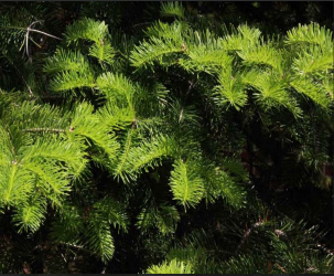 Abies balsamea, Balsam fir branch; a short-needled green conifer