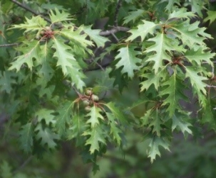Quercus rubra, Northern red oak leaves