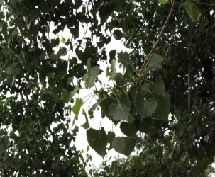 Green deltoid-shaped leaves of the Eastern cottowood tree looking up from the ground