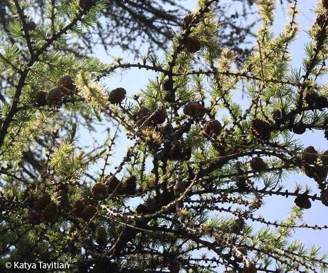 A photo of the branch of a conifer tree (Tamarack) with green needles (leaves) and round brown cones