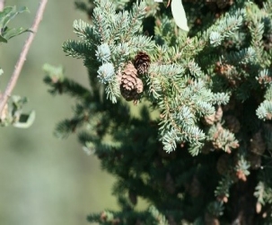 Picture of a branch of O'so:ra / White spruce: white-tinged green needles and a few small brown cones 