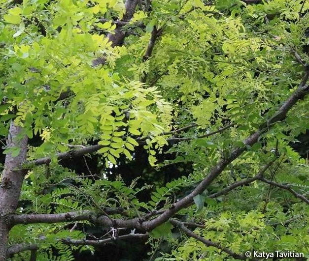 Grey-brown branches and light green leaves of a Black locust tree