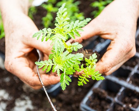A photo of a hand holding a plant over soil