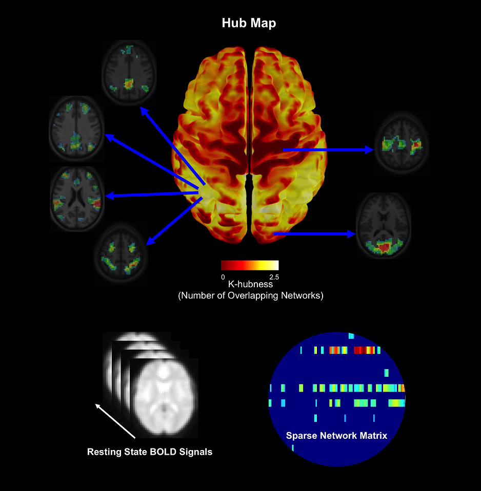  organization of brain networks studied using the blood oxygen-level dependent (BOLD) signals
