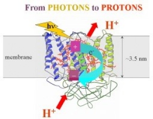 From photons to protons