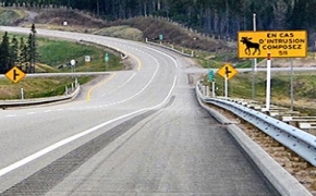 Image of a road with a moose crossing warnig sign