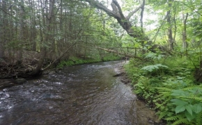A forest salmon stream