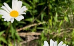 Image of a daisy