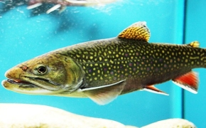 Cape Race brook trout
