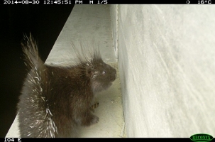 Picture of porcupine