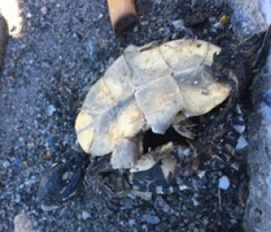 Picture of turtle dead on the road