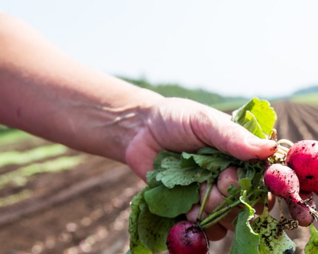 A hand holds a bunch of radishes just harvested from a farmer's field