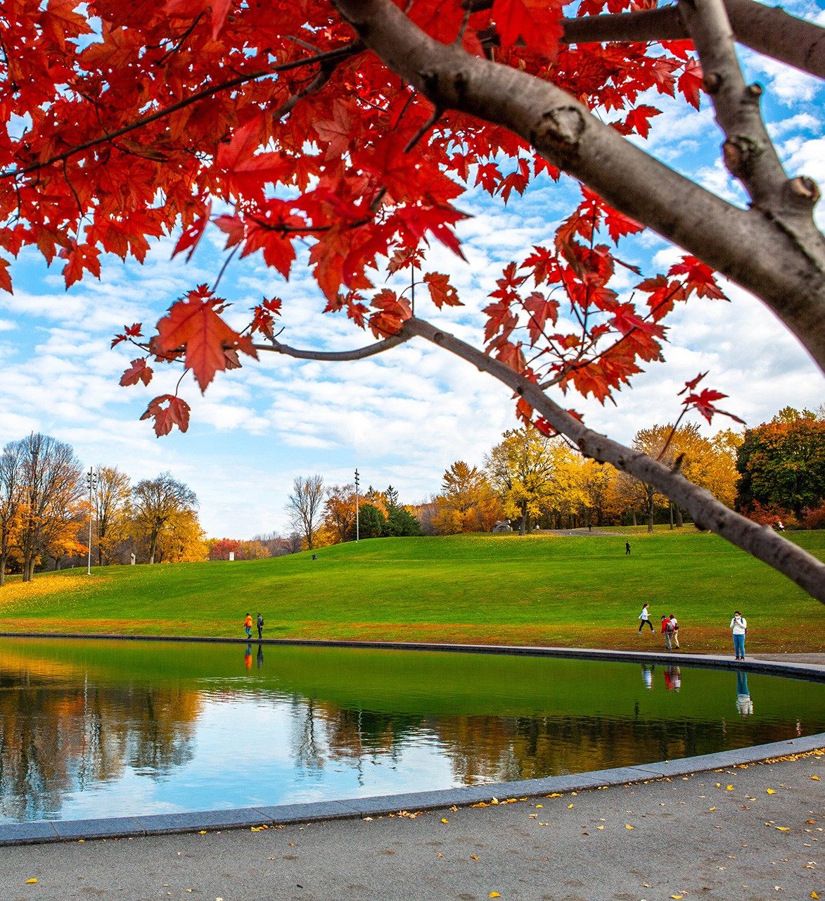 Beaver Lake on Mount Royal surrounded by grass and the colours of the trees in the fall