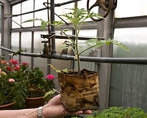Hand holding a tomato seedling