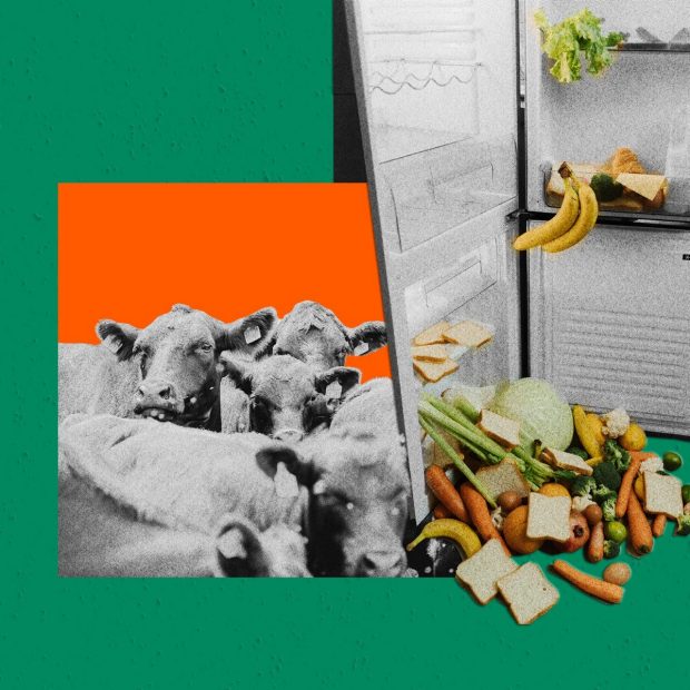 Collage of a herd of cows next to an open fridge spilling out bananas, carrots, white bread, and other vegetables. 