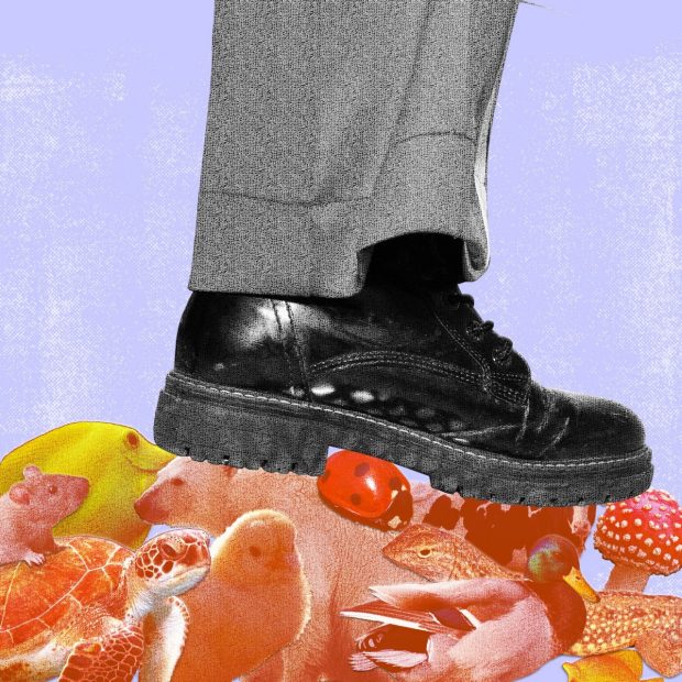 Collage of a human boot stepping on a cluster of various animals, including a mouse, turtle, ladybug, duck, mushroom, and yellow tang. 