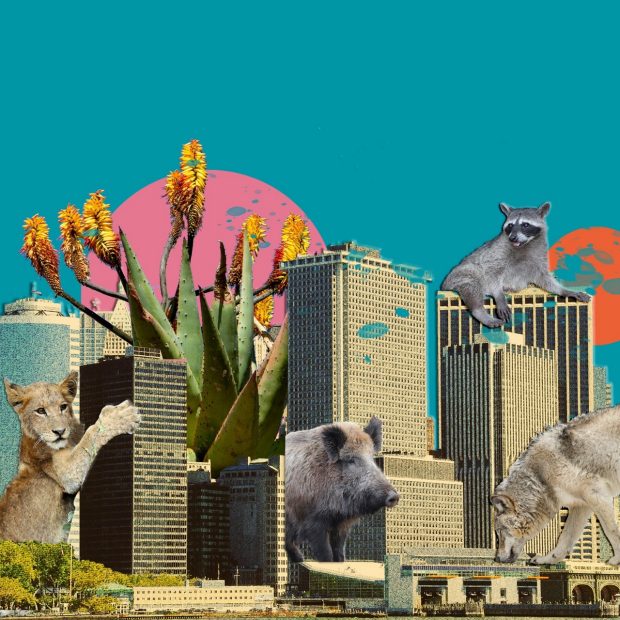Collage of a cityscape with giant animals, including a lion scratching a skyscraper, a boar emerging between buildings, a raccoon relaxing on top of a glass building, and a wolf sniffing a bridge. 