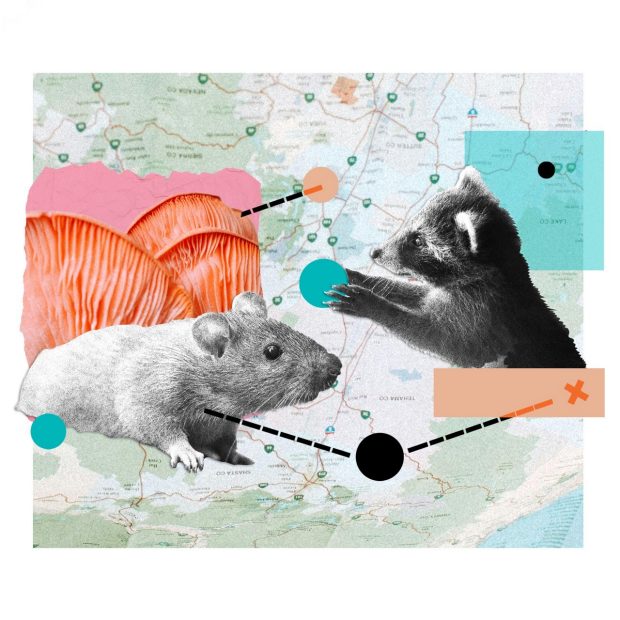 Collage of a background map with a mouse following a path, a racoon placing a waypoint, and a landmark of mushrooms. 