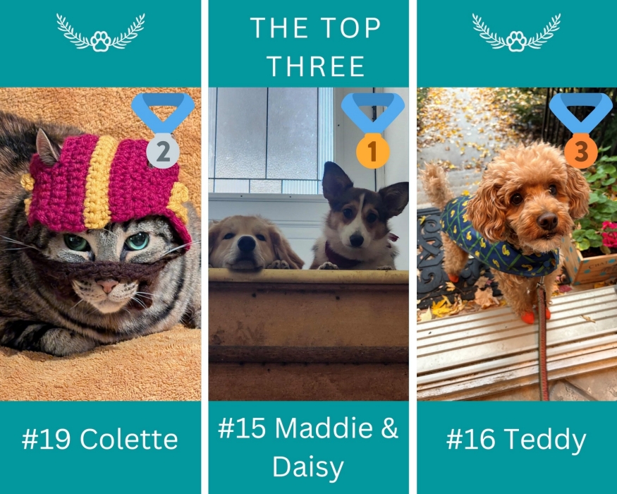 Images of the top three pets who received the most votes. First place is Luna, second place is Reo and the third place is Cookie.