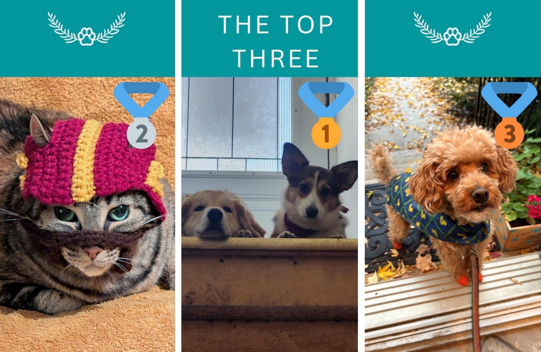 Images of the top three pets who received the most votes. First place is Luna, second place is Reo and the third place is Cookie.