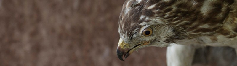 EvaBrandl_header1 EvaBrandl_header1