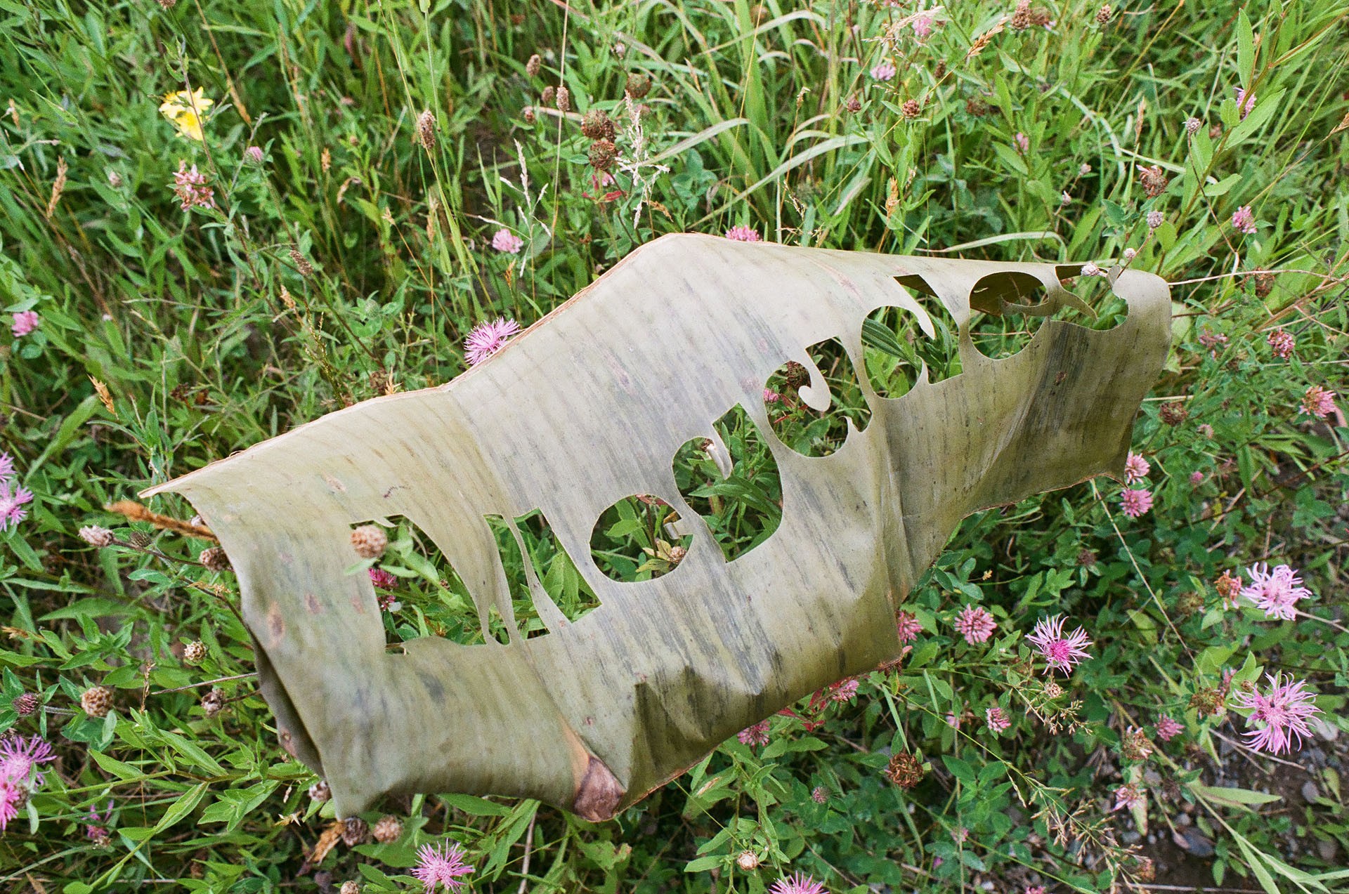 Laser cut plantain leaf with exhibition title A.Ilegades resting on a field of wild pink flowers