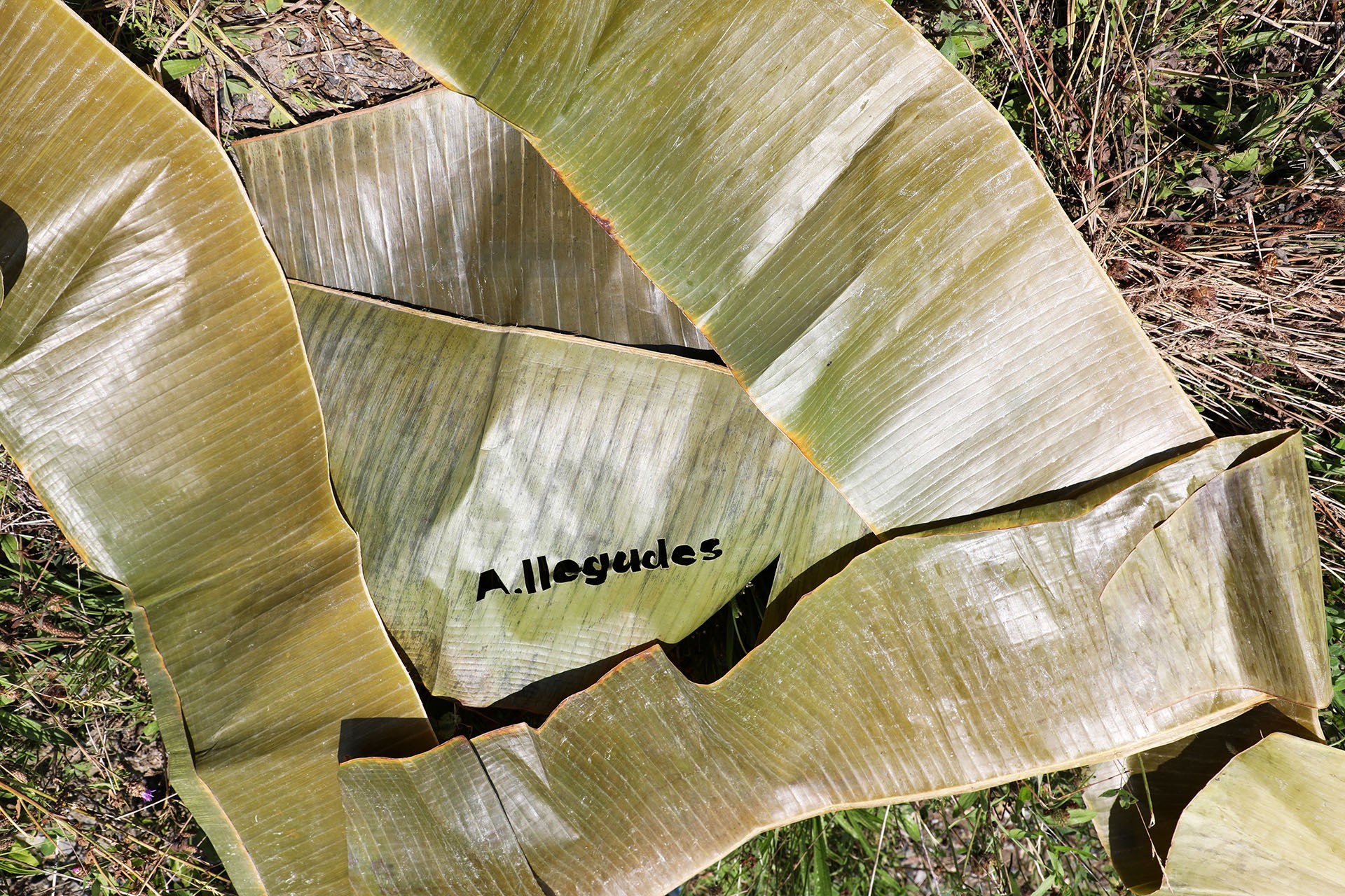 arrangement of plantain leaves, one of them has been laser cut with the exhibition title A.Ilegades  