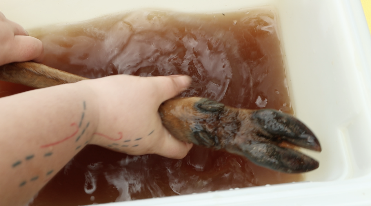 two hands are seen holding a deer hoof in a container of brownish liquid. One arm is more visible, with tattoos spanning the forearm to the hand.