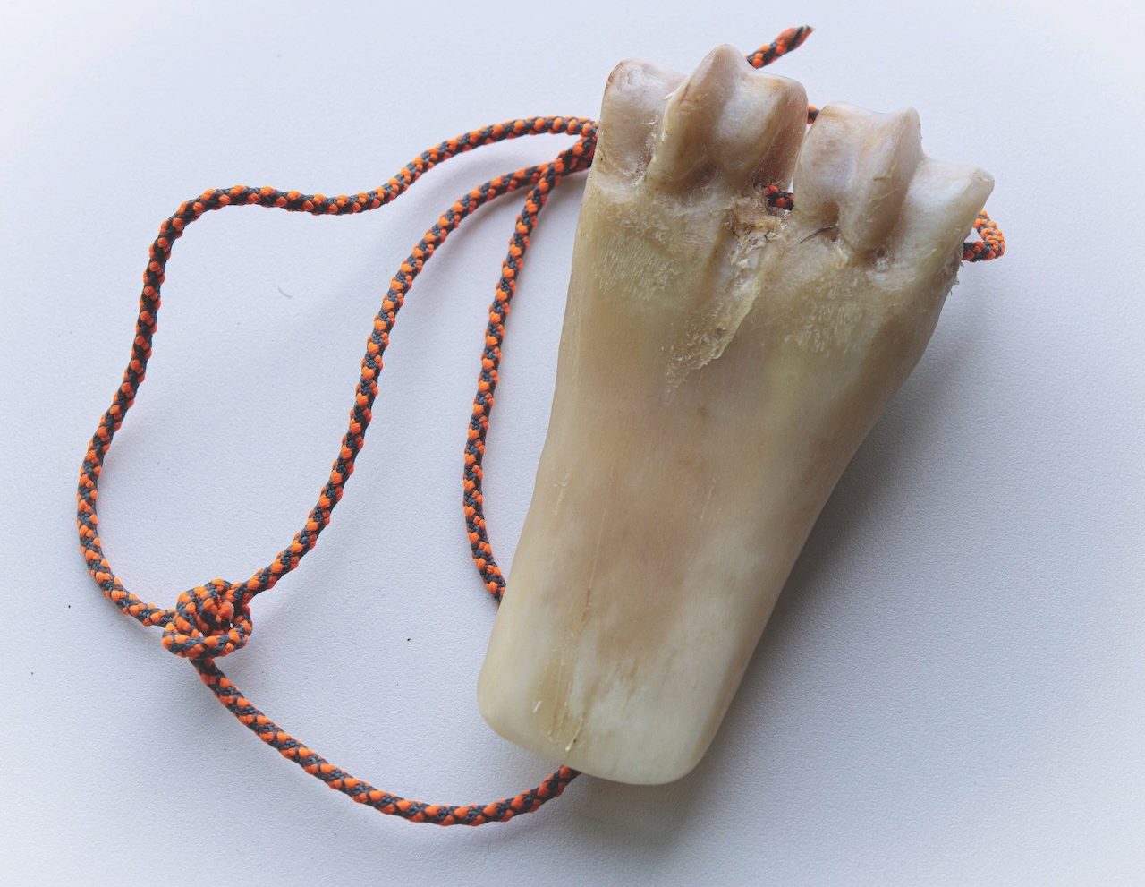 a close-up photograph of a hand-held bone tool with a striped cord attached to it. It is relatively rectangular and becomes wider on one side, where it has deep ridges.