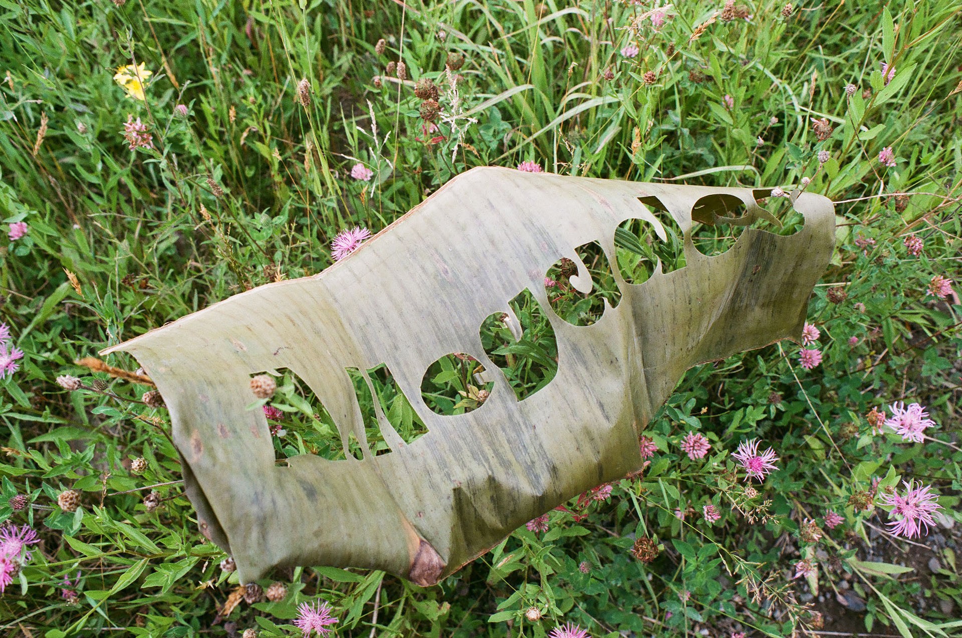 A.Ilegades Laser cut plantain leaf with exhibition title A.Ilegades resting on a field of wild pink flowers