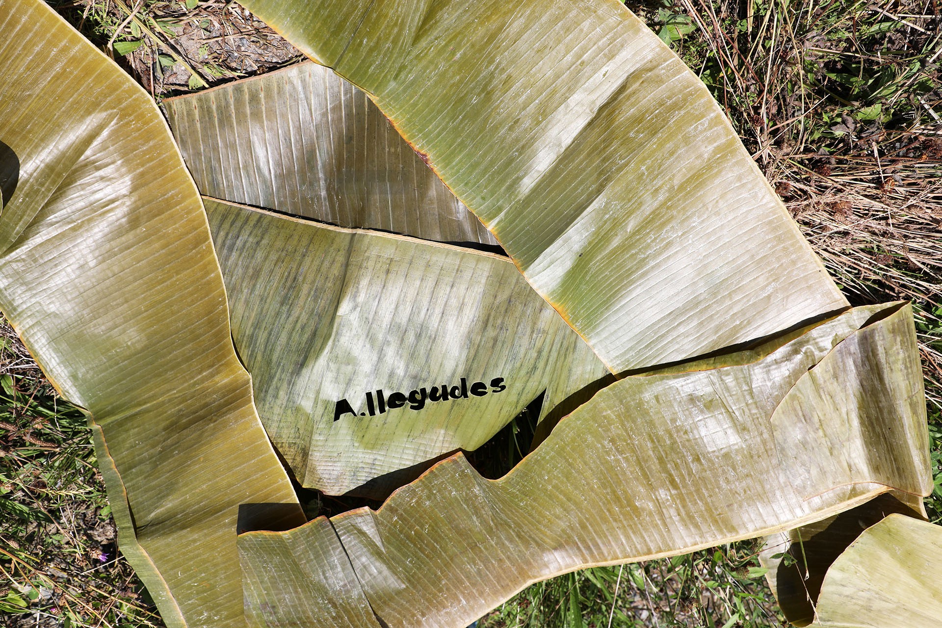 A.Ilegades arrangement of plantain leaves, one of them has been laser cut with the exhibition title A.Ilegades