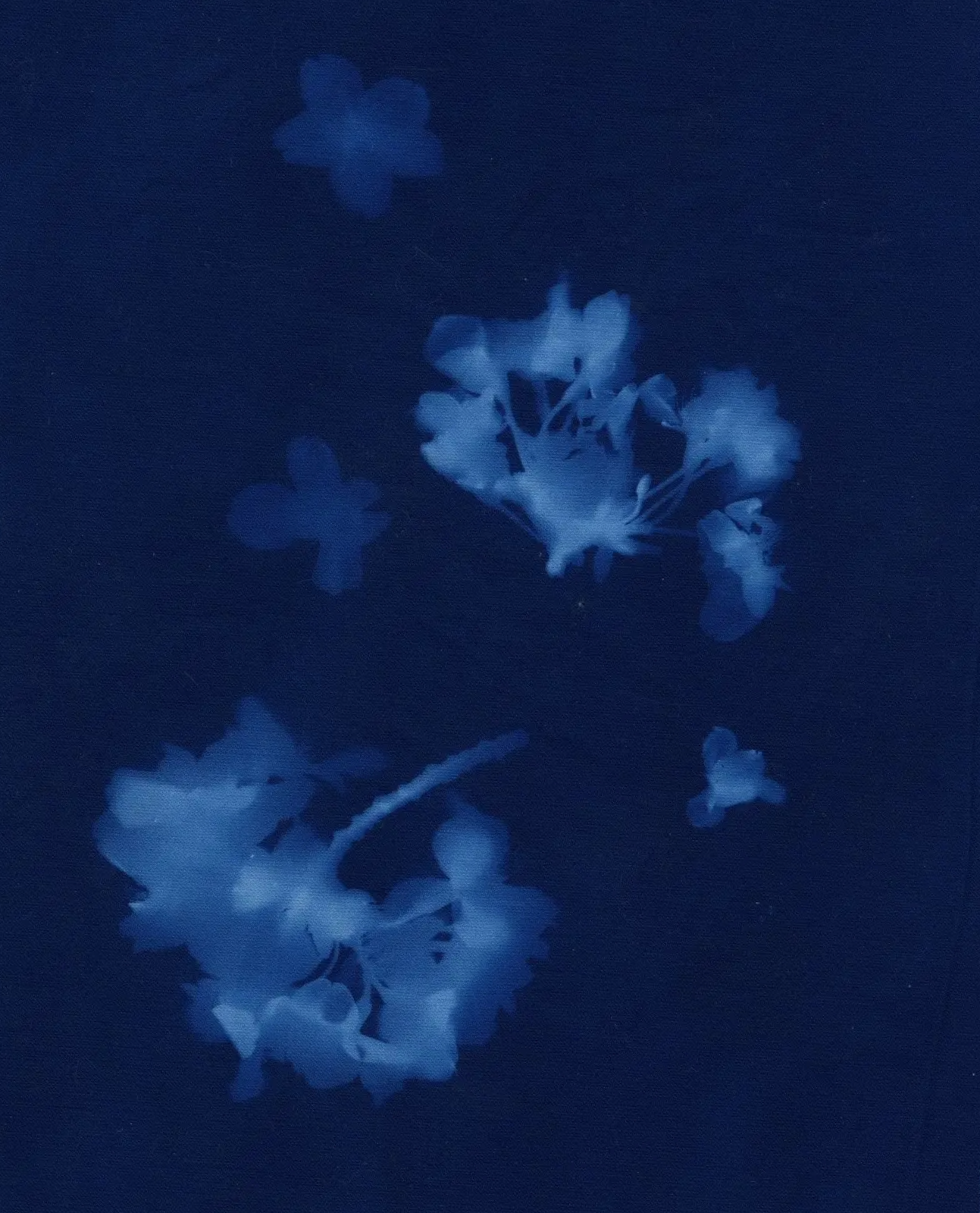 Impressions de fleurs de sakura en bleu clair sur un fond bleu foncé