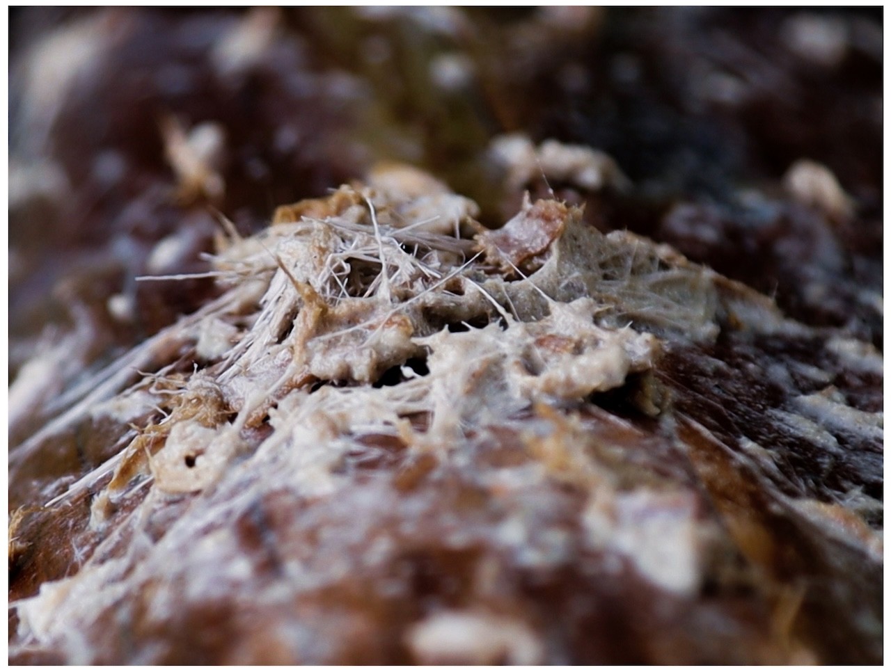 Photographie en gros plan de matière organique dont se détachent des fibres blanches, hérissées et piquantes.