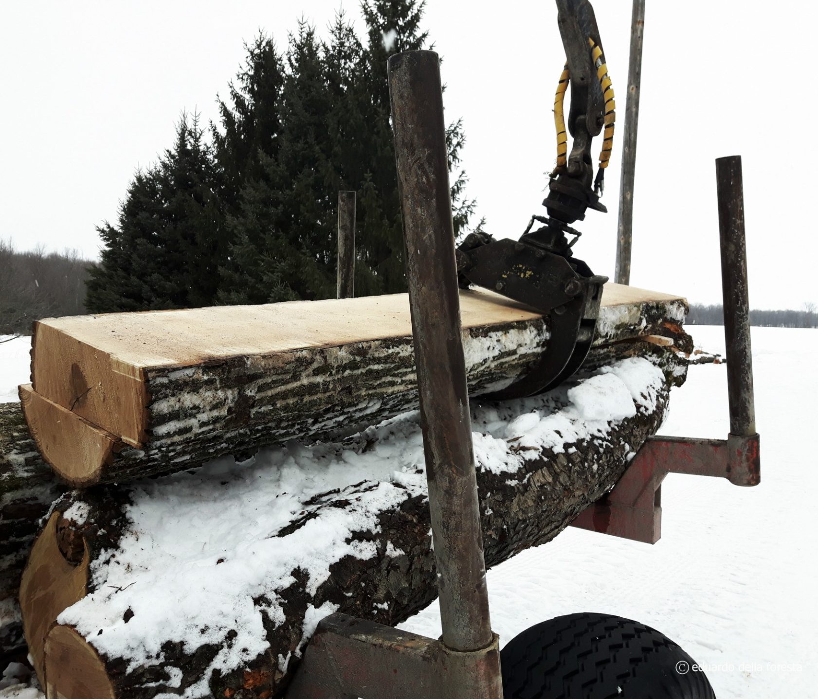 A large cut down tree truc in the snow.